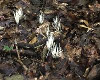 Clavaria vermiculata image