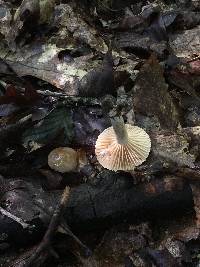 Lactarius subplinthogalus image