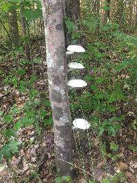 Pleurotus dryinus image