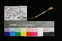 Mutinus elegans image