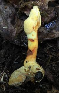 Ophiocordyceps melolonthae image