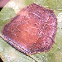 Guignardia bidwellii image