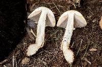 Agaricus floridanus image