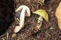 Agaricus floridanus image