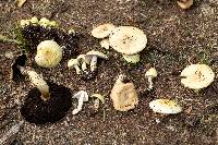 Agaricus floridanus image