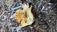 Agaricus floridanus image