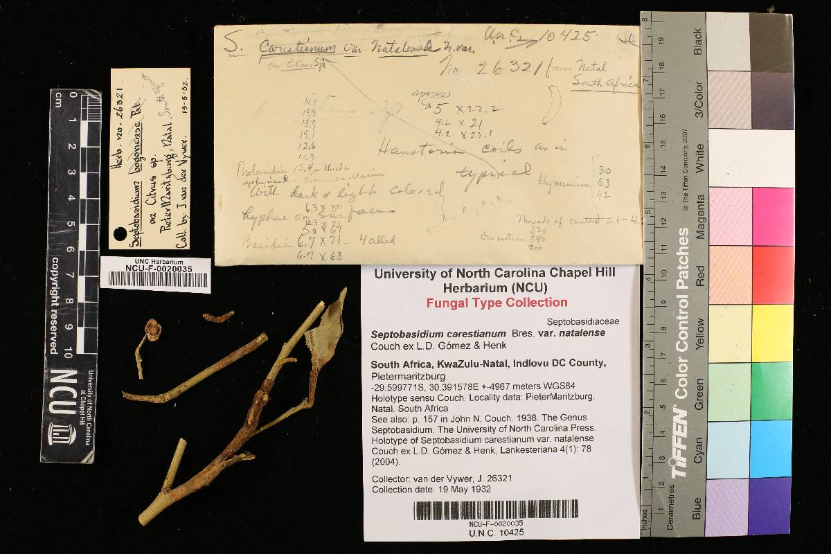 Septobasidium carestianum var. natalense image
