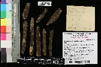 Septobasidium fuscum image