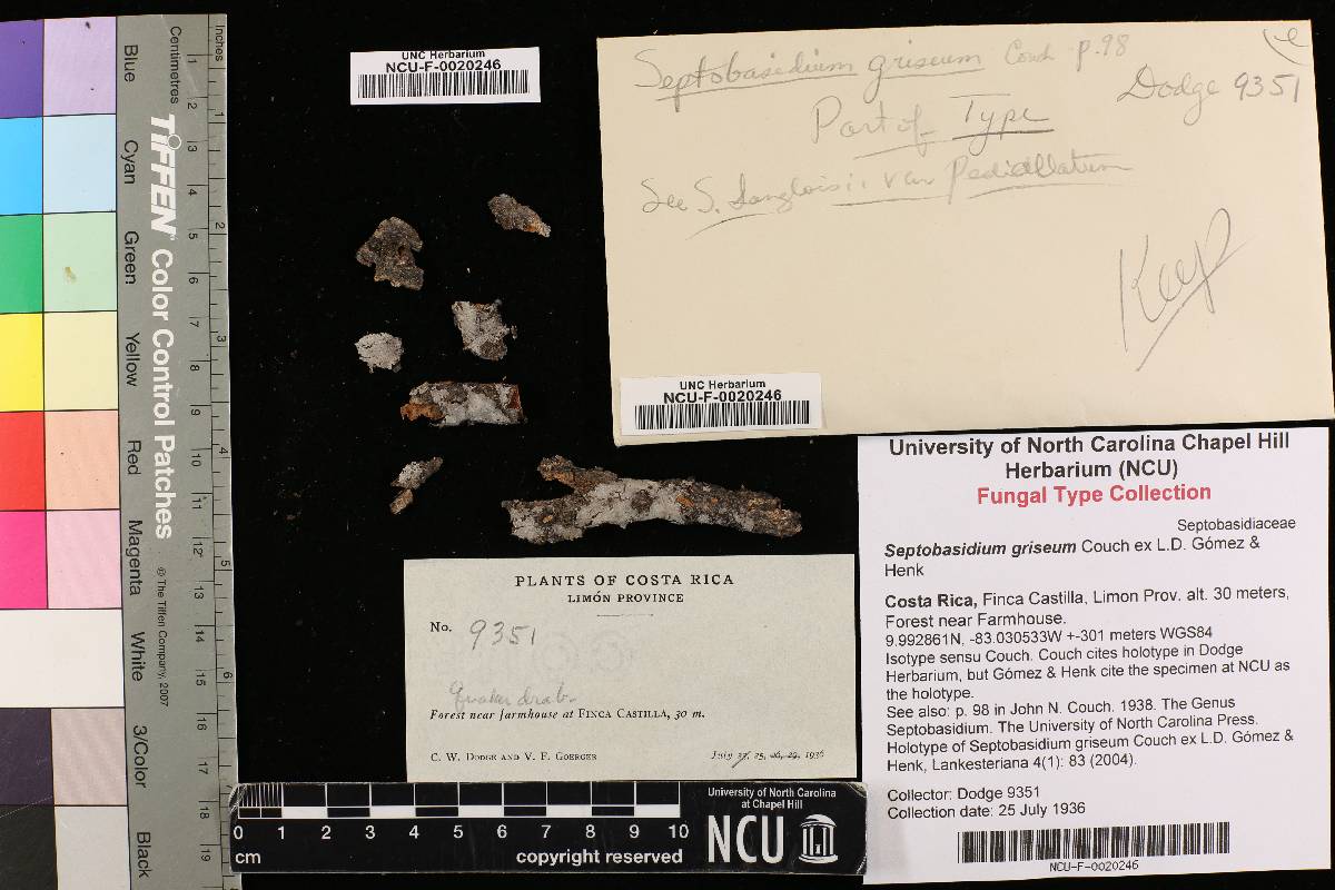 Septobasidium griseum image