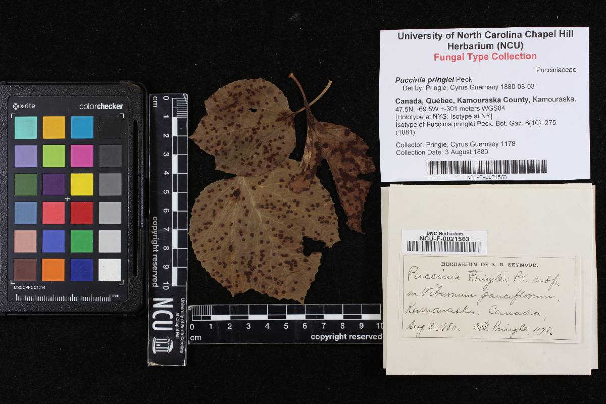 Puccinia pringlei image
