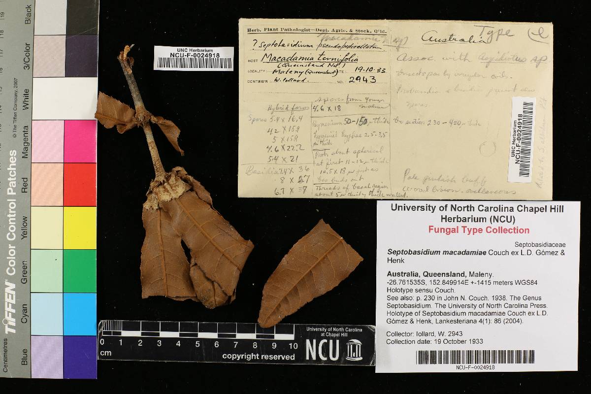 Septobasidium macadamiae image