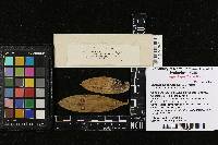 Septoria smilacinae image