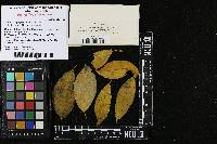 Septoria symploci image