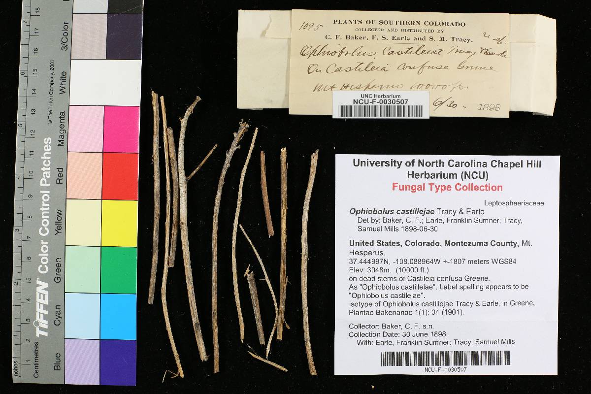 Ophiobolus castillejae image