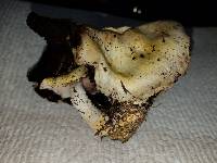 Agaricus floridanus image