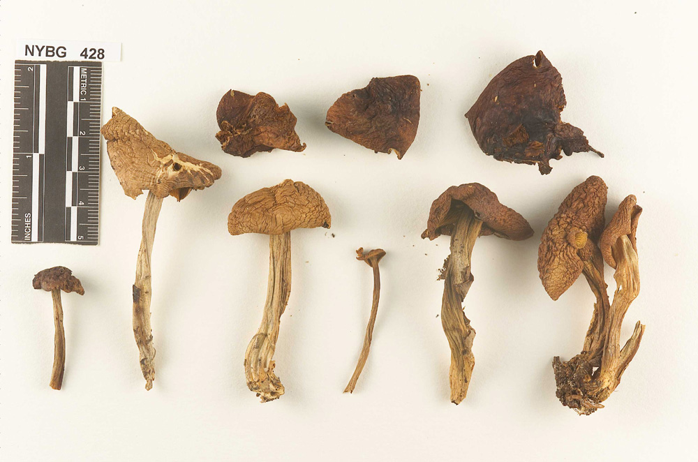 Collybia compressiceps image