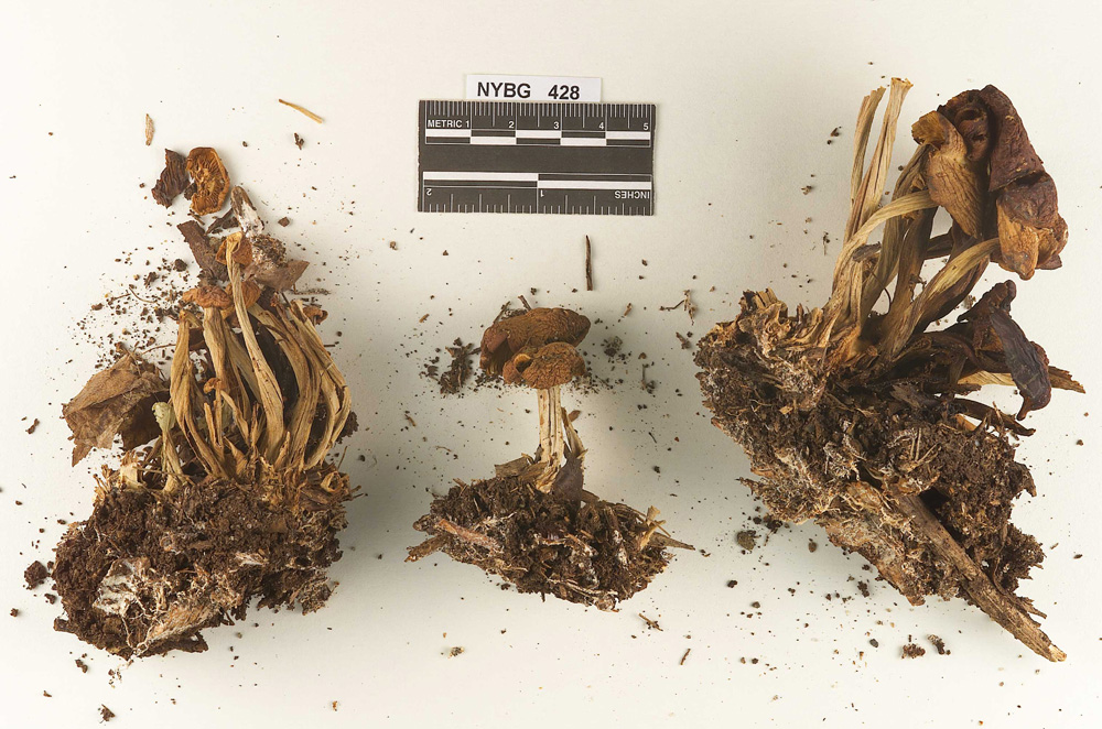 Collybia compressiceps image