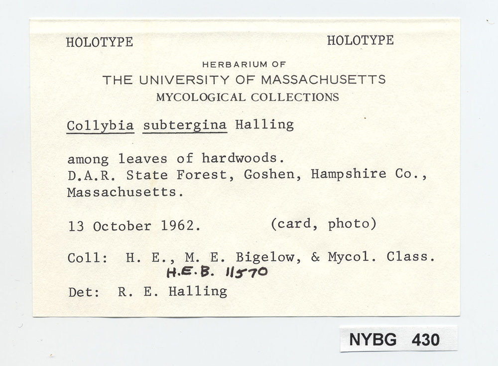 Collybia subtergina image