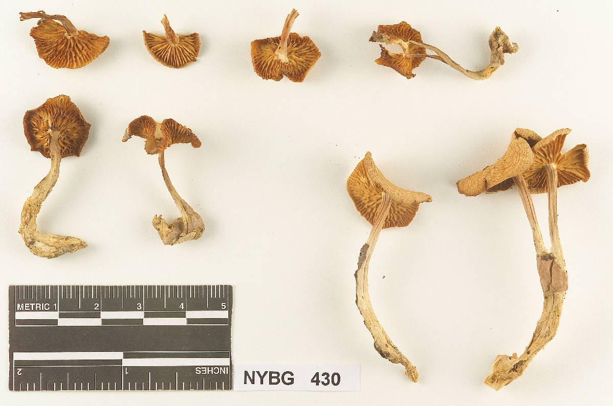 Collybia subtergina image