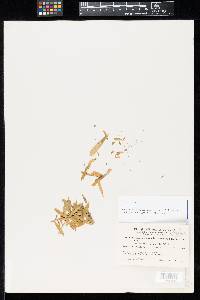 Puccinia praedicabilis image