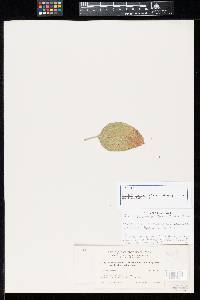 Puccinia praevara image