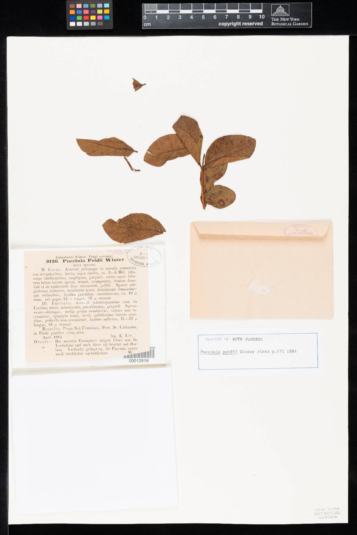 Puccinia psidii image