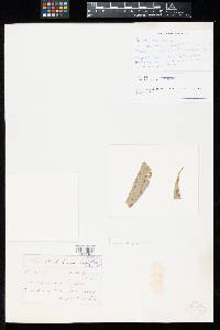 Puccinia recondita image