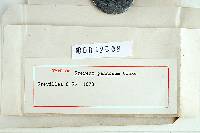 Stereum pannosum image