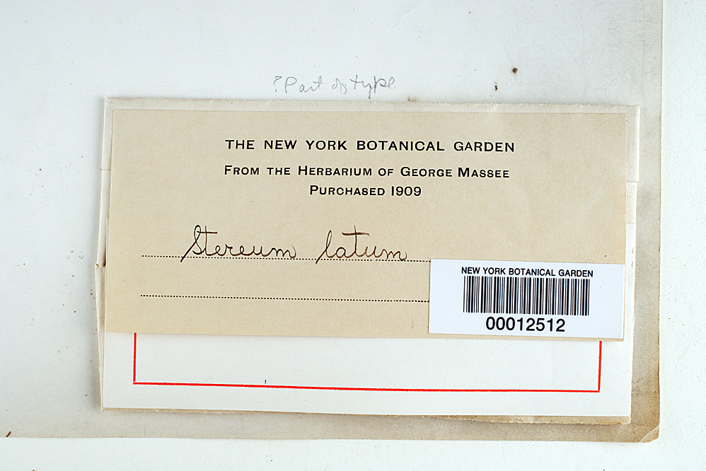 Stereum latum image