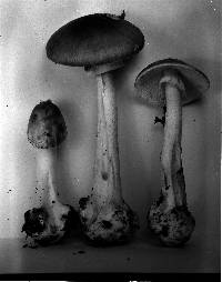 Amanita brunnescens image