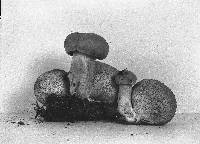 Pseudoboletus parasiticus image