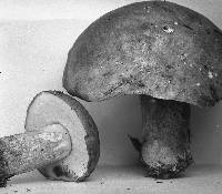 Boletus speciosus image