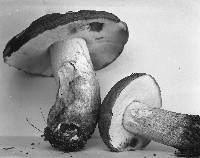 Boletus speciosus image