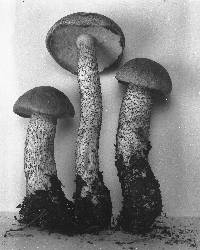 Leccinum aurantiacum image