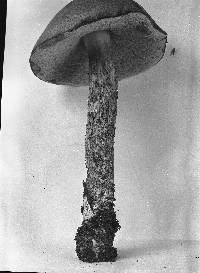 Leccinum aurantiacum image