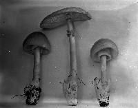 Amanita caesarea image