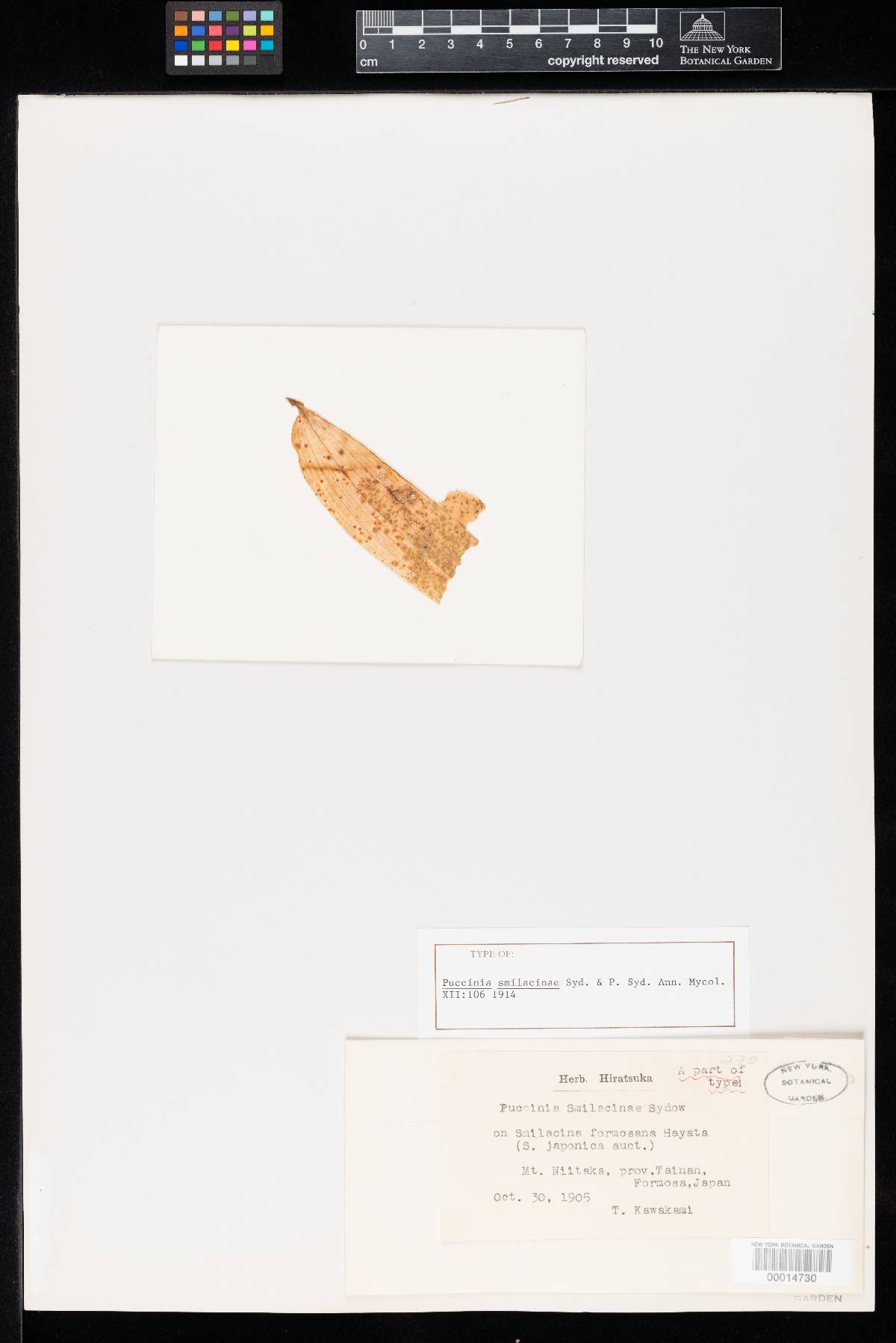 Puccinia smilacinae image