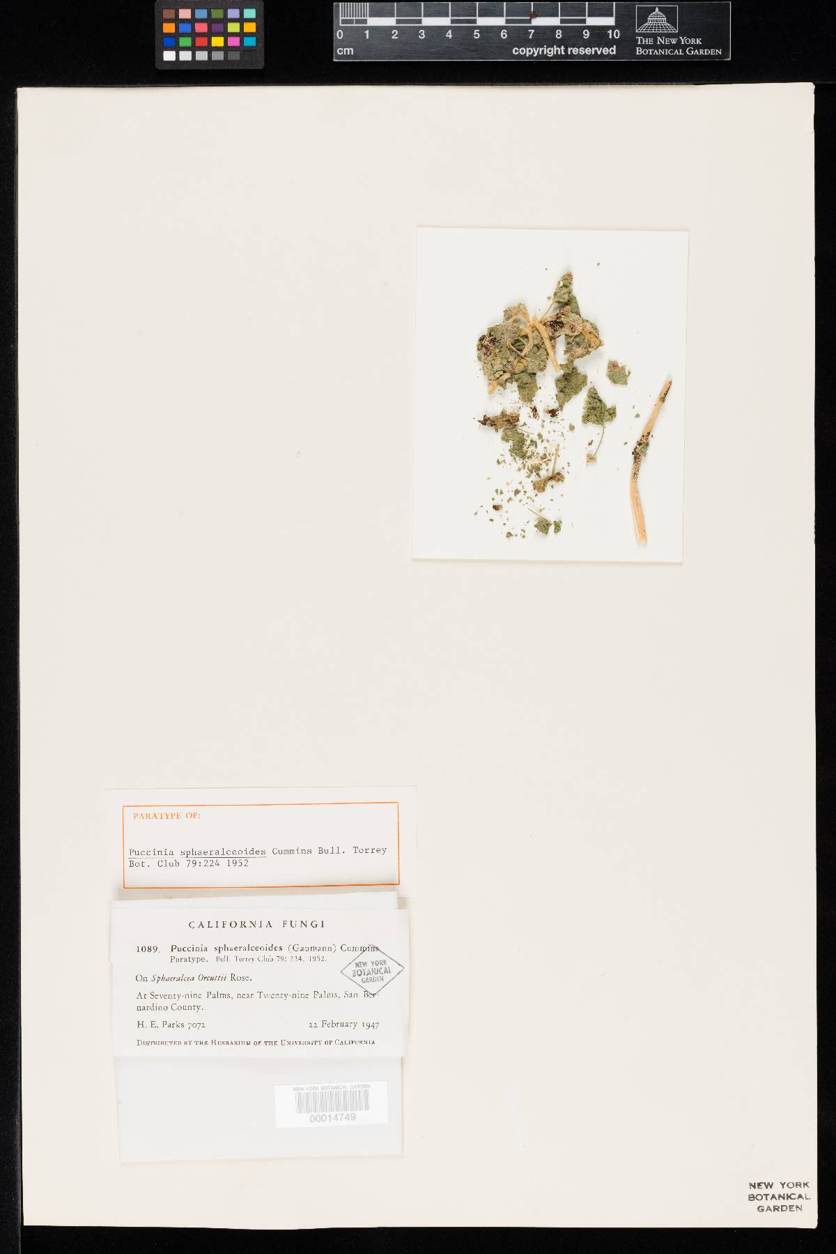 Puccinia sphaeralceoides image
