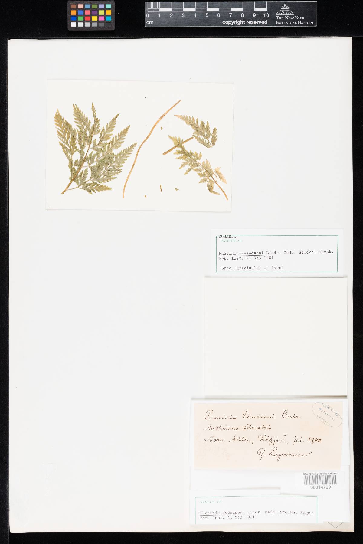 Puccinia svendseni image