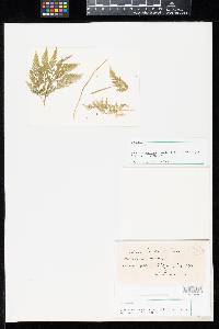 Puccinia svendseni image