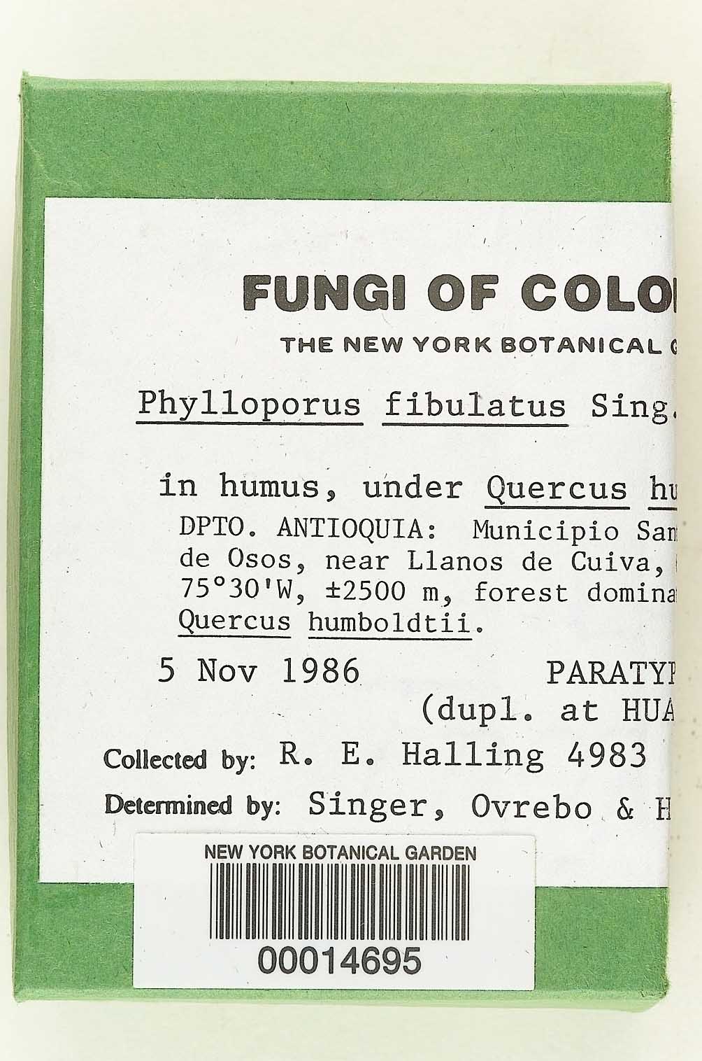 Phylloporus fibulatus image