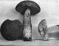 Leccinum insigne image