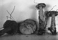 Leccinum subglabripes image