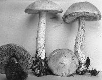 Boletus hortonii image