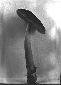 Amanita ceciliae image