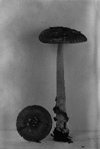 Amanita ceciliae image