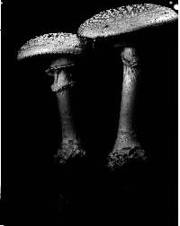 Amanita cokeri image