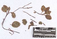 Chrysomyxa ramischiae image