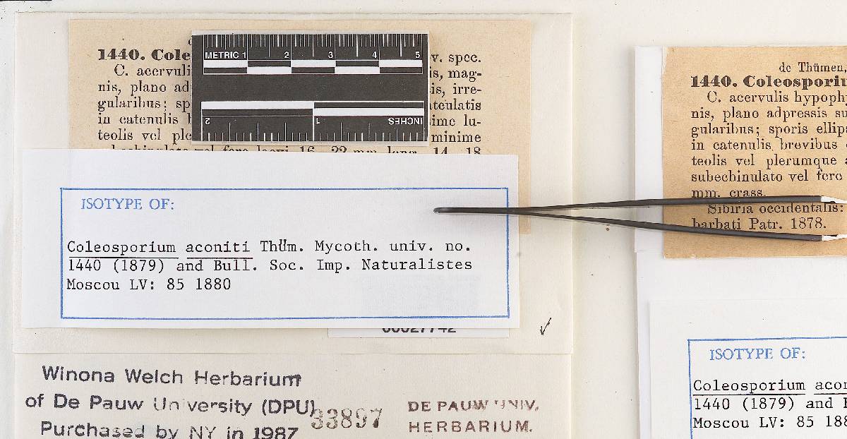 Coleosporium aconiti image