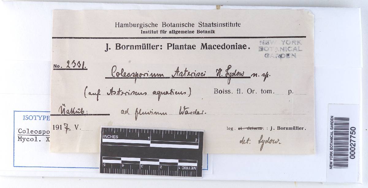 Coleosporium asterisci-aquatici image